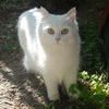 Muzychenko